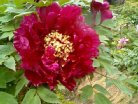 closeup02.jpg