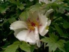 closeup06.jpg