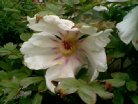 closeup08.jpg