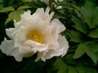 closeup09.jpg